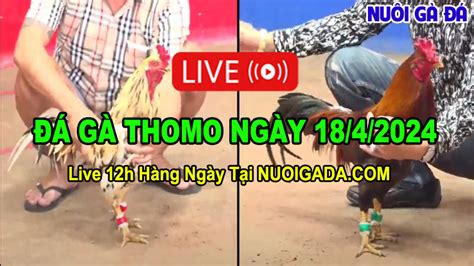【LIVE】Đá Gà Trực Tiếp THOMO Hôm Nay 5/4/2024 ( BLV).